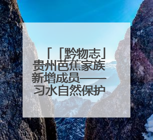 「黔物志」贵州芭蕉家族新增成员——习水自然保护区发现黄苞芭蕉