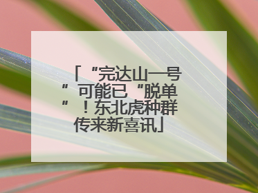 “完达山一号”可能已“脱单”！东北虎种群传来新喜讯