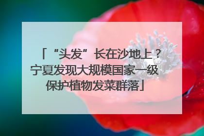 “头发”长在沙地上？宁夏发现大规模国家一级保护植物发菜群落