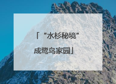 “水杉秘境”成鹭鸟家园