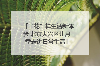 “花”样生活新体验 北京大兴区让月季走进日常生活