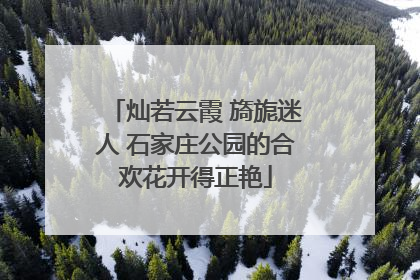 灿若云霞 旖旎迷人 石家庄公园的合欢花开得正艳