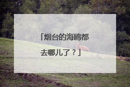 烟台的海鸥都去哪儿了？