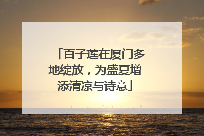 百子莲在厦门多地绽放，为盛夏增添清凉与诗意