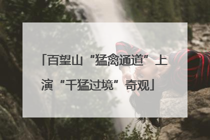 百望山“猛禽通道”上演“千猛过境”奇观