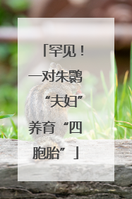 罕见！一对朱鹮“夫妇”养育“四胞胎”