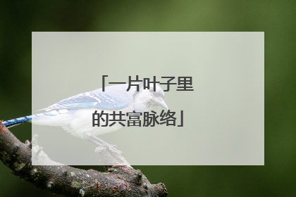 一片叶子里的共富脉络