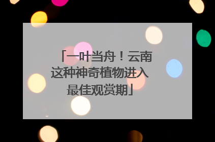 一叶当舟！云南这种神奇植物进入最佳观赏期