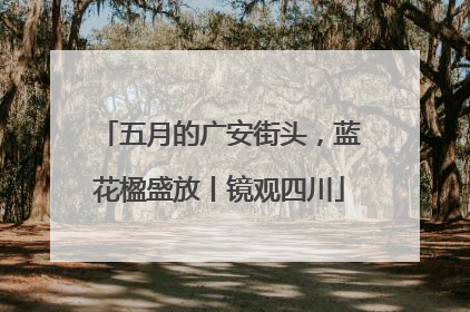 五月的广安街头，蓝花楹盛放丨镜观四川