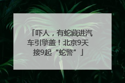 吓人，有蛇藏进汽车引擎盖！北京9天接9起“蛇警”