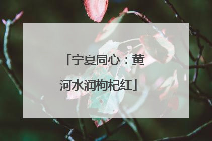 宁夏同心：黄河水润枸杞红