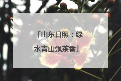 山东日照：绿水青山飘茶香
