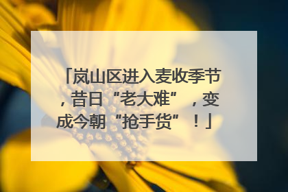 岚山区进入麦收季节，昔日“老大难”，变成今朝“抢手货”！