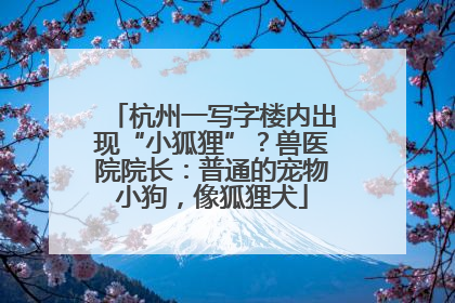 杭州一写字楼内出现“小狐狸”？兽医院院长：普通的宠物小狗，像狐狸犬