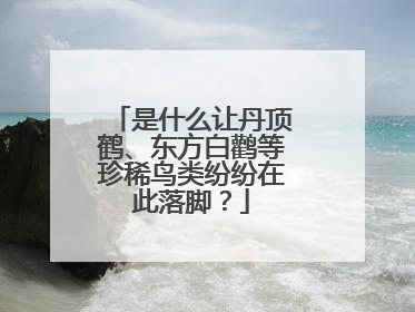 是什么让丹顶鹤、东方白鹳等珍稀鸟类纷纷在此落脚？