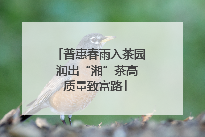 普惠春雨入茶园 润出“湘”茶高质量致富路