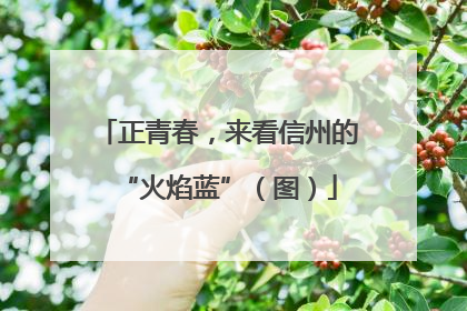正青春，来看信州的“火焰蓝”（图）