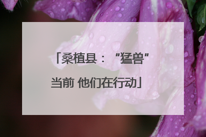 桑植县：“猛兽”当前 他们在行动