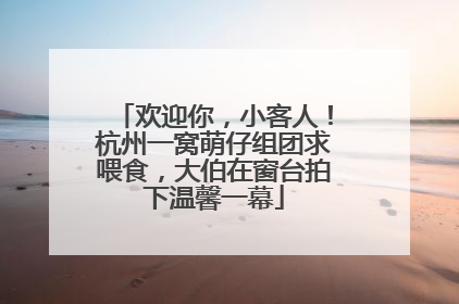 欢迎你，小客人！杭州一窝萌仔组团求喂食，大伯在窗台拍下温馨一幕