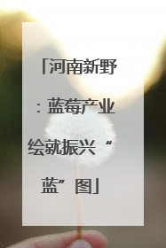 河南新野：蓝莓产业绘就振兴“蓝”图