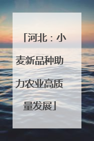 河北：小麦新品种助力农业高质量发展