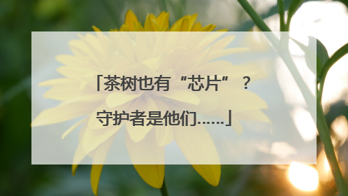茶树也有“芯片”？守护者是他们……