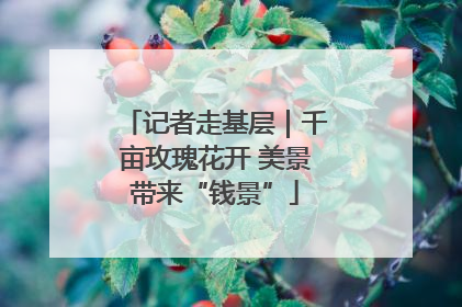 记者走基层｜千亩玫瑰花开 美景带来“钱景”