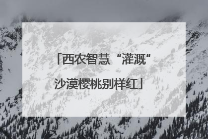 西农智慧“灌溉” 沙漠樱桃别样红