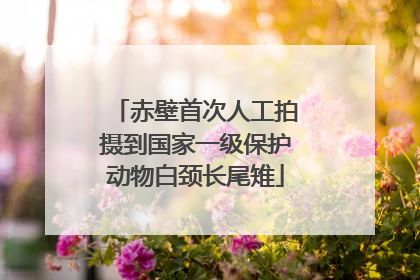赤壁首次人工拍摄到国家一级保护动物白颈长尾雉