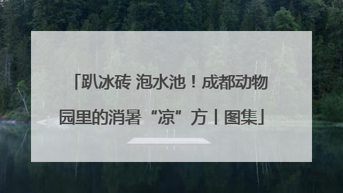 趴冰砖 泡水池！成都动物园里的消暑“凉”方丨图集