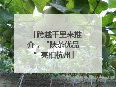 跨越千里来推介，“陕茶优品”亮相杭州