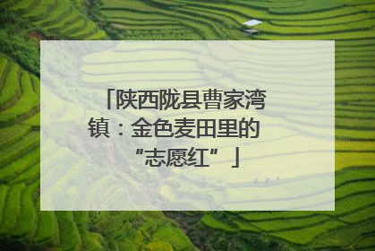 陕西陇县曹家湾镇：金色麦田里的“志愿红”