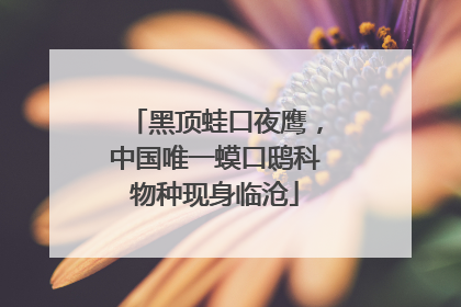 黑顶蛙口夜鹰，中国唯一蟆口鸱科物种现身临沧