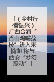 （乡村行·看振兴）广西合浦“香山鸡嘴荔枝”进入采摘期 将与西安“梦幻联动”
