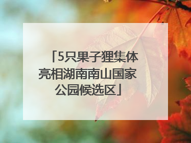 5只果子狸集体亮相湖南南山国家公园候选区