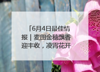 6月4日最佳情报｜麦田金穗飘香迎丰收，凌霄花开娇艳多姿！恭喜