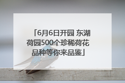 6月6日开园 东湖荷园500个珍稀荷花品种等你来品鉴